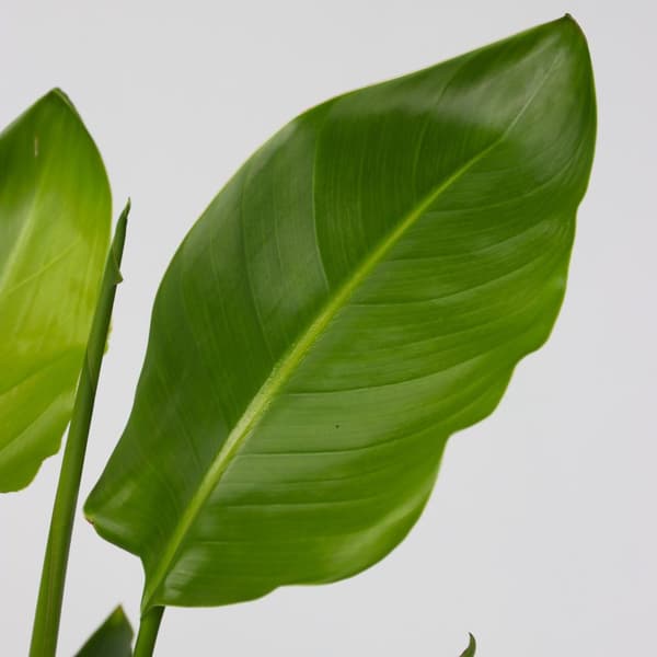 Strelitzia Nicolai 'L' - Vit papegojblomma - ⌀17cm - Höjd 55-70cm