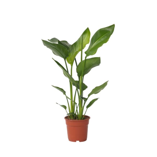Strelitzia Nicolai 'L' - Vit papegojblomma - ⌀17cm - Höjd 55-70cm
