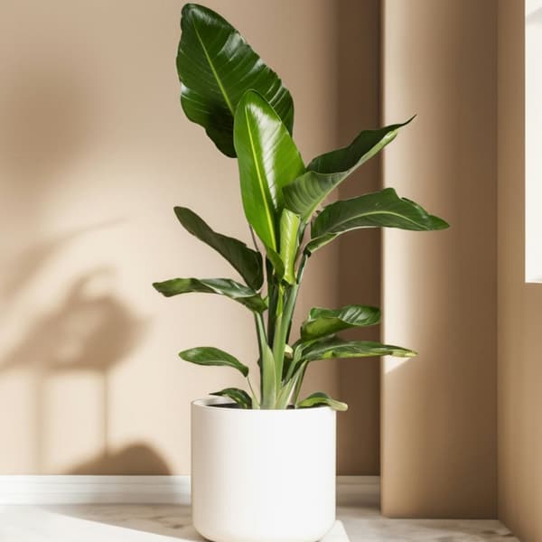 Papegojblomma - Set om 3 - Strelitzia reginea - Höjd 25-40cm - ⌀9cm