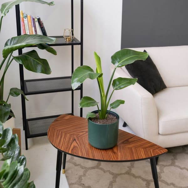 Paradisfugleblomst - Sæt med 6 - Strelitzia reginea - Højde 25-40cm - ⌀9cm