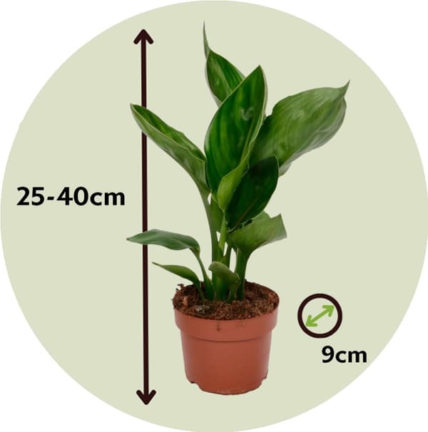Paradisfugleblomst - Sæt med 6 - Strelitzia reginea - Højde 25-40cm - ⌀9cm