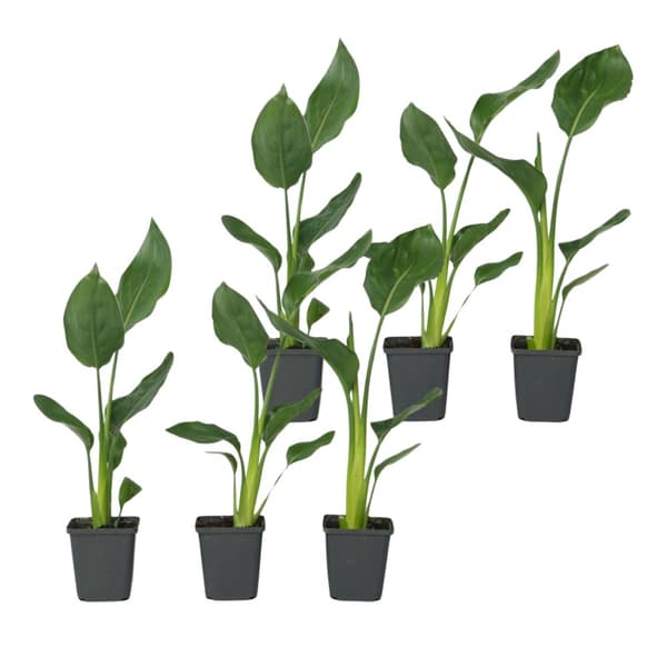 Paradisfugleblomst - Sæt med 6 - Strelitzia reginea - Højde 25-40cm - ⌀9cm