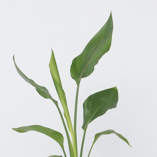Paradisfugleblomst - Strelitzia reginea - Højde 25-40cm - ⌀9cm