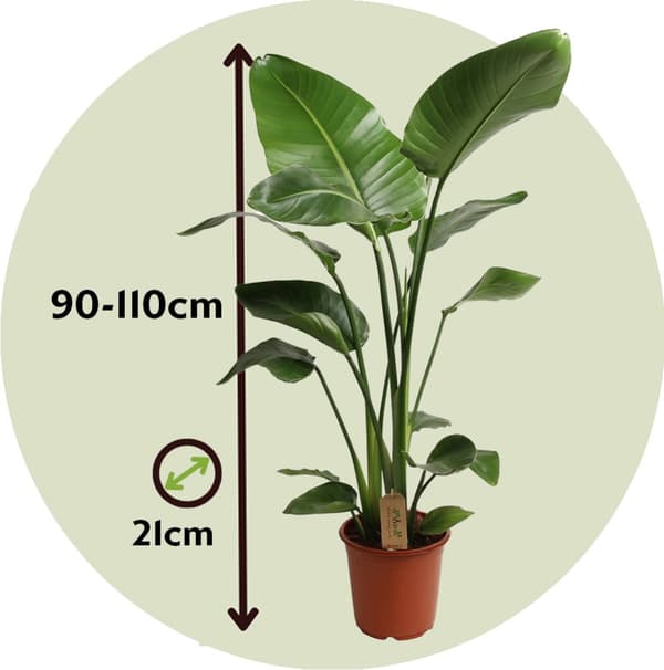 Strelitzia Nicolai - Vit papegojblomma XL - Krukväxt - ⌀21cm - Höjd 90-110cm