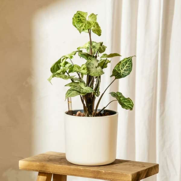 Gåsefod - Sæt med 3 - Syngonium podophyllum 'Pixie' - Højde 25-40cm - ⌀12cm