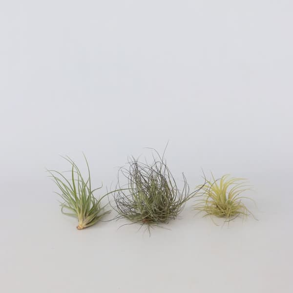 Luftväxt - Set om 6 - Tillandsia - Höjd 5-15cm - ⌀5cm