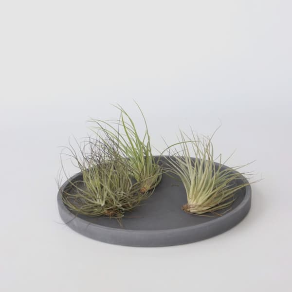 Luftväxt - Set om 5 - Tillandsia - Höjd 5-15cm - ⌀5cm