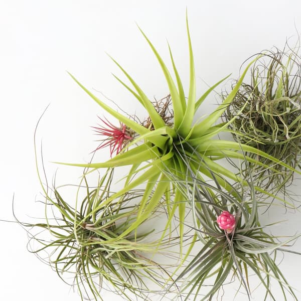 Luftväxt - Set om 5 - Tillandsia - Höjd 5-15cm - ⌀5cm