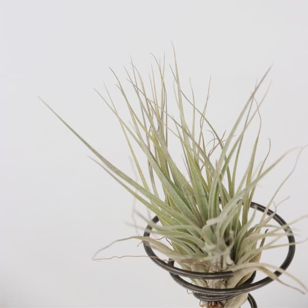 Luftväxt - Set om 3 - Tillandsia - Höjd 5-15cm - ⌀5cm