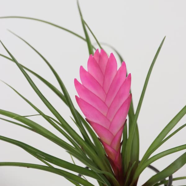 Luftväxt - Set om 3 - Tillandsia - Höjd 5-15cm - ⌀5cm