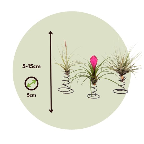 Luftväxt - Set om 3 - Tillandsia - Höjd 5-15cm - ⌀5cm