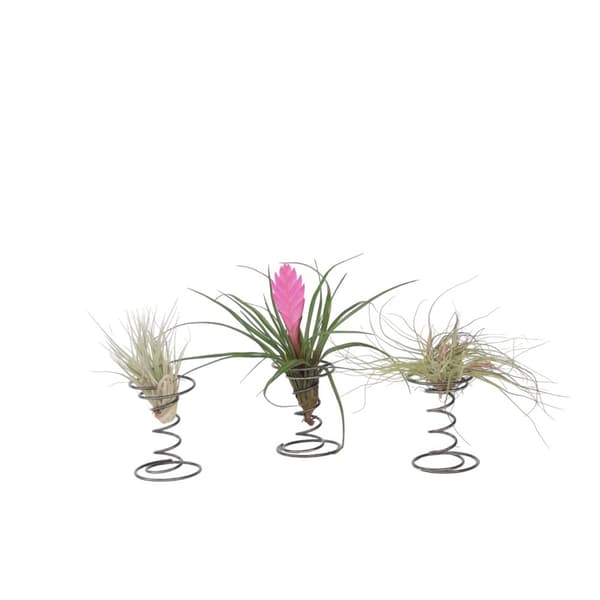 Luftväxt - Set om 3 - Tillandsia - Höjd 5-15cm - ⌀5cm