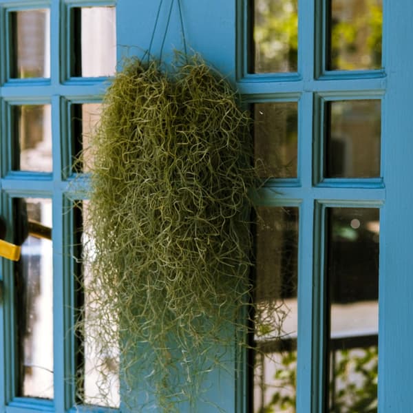 Spansk mos - Sæt med 3 - Tillandsia usneoides - Højde 25-40cm - ⌀5cm