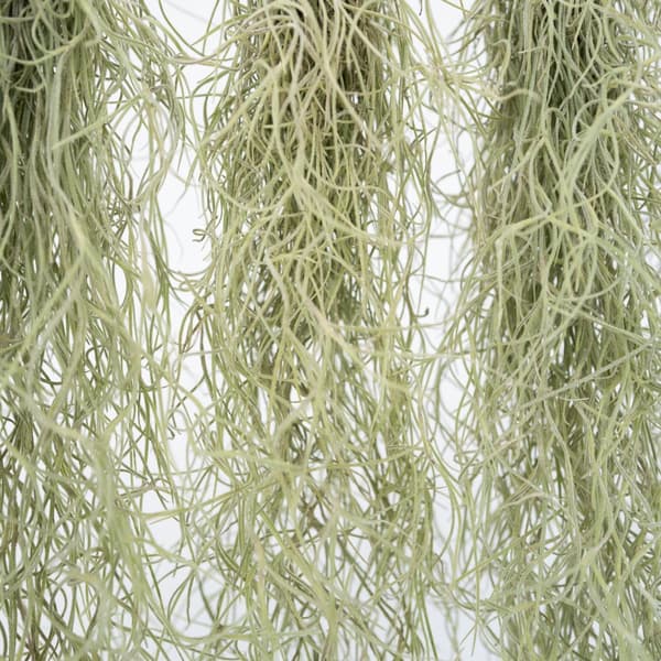 Spansk mos - Sæt med 3 - Tillandsia usneoides - Højde 25-40cm - ⌀5cm
