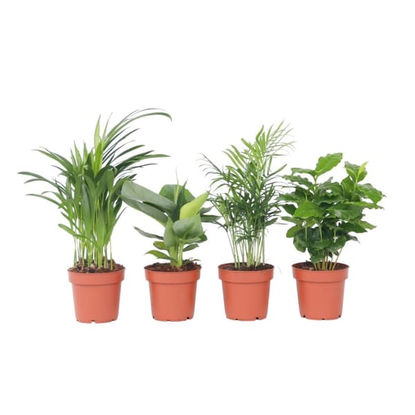 Trendy stueplanter - Sæt med 4 - Højde 25-40cm - ⌀12cm