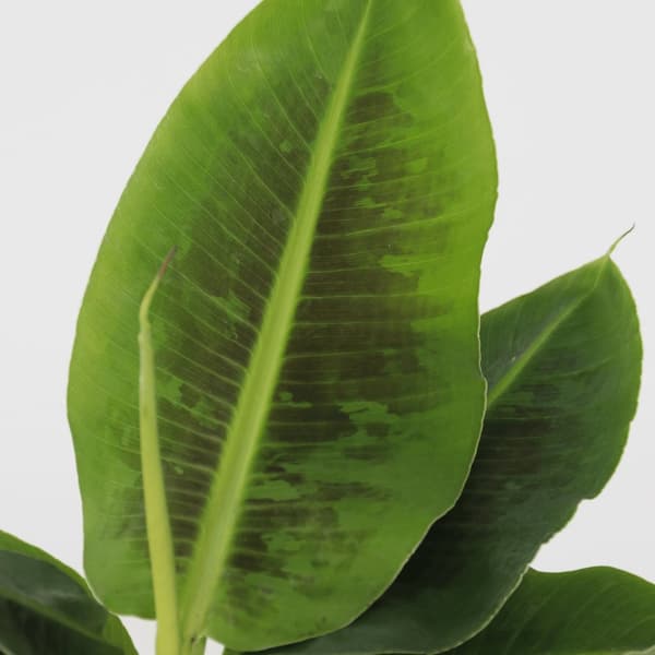 Bananväxt - Set om 2 - Musa 'Oriental Dwarf' - Höjd 25-40cm - ⌀12cm