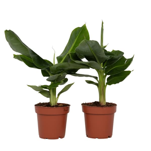Bananväxt - Set om 2 - Musa 'Oriental Dwarf' - Höjd 25-40cm - ⌀12cm