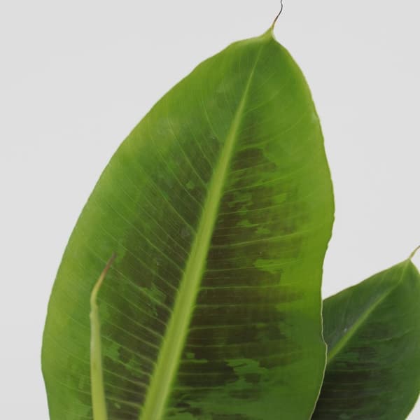 Bananväxt - Set om 4 - Musa 'Oriental Dwarf' - Höjd 25-40cm - ⌀12cm
