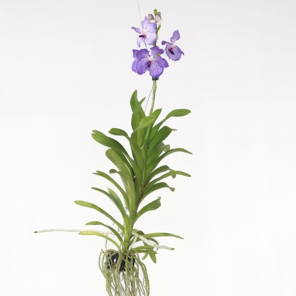 Vanda orkidé - Vanda 'New Blue' - Højde 55-65cm