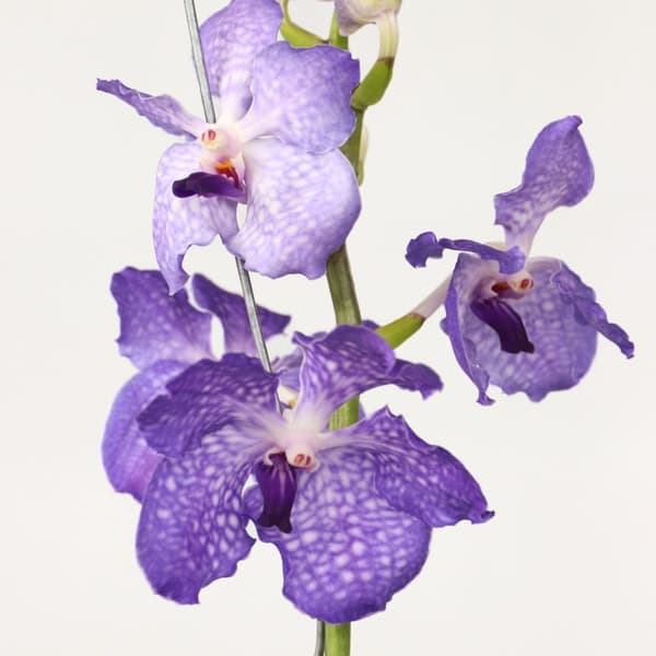 Vanda orkidé - Vanda 'New Blue' - Højde 55-65cm