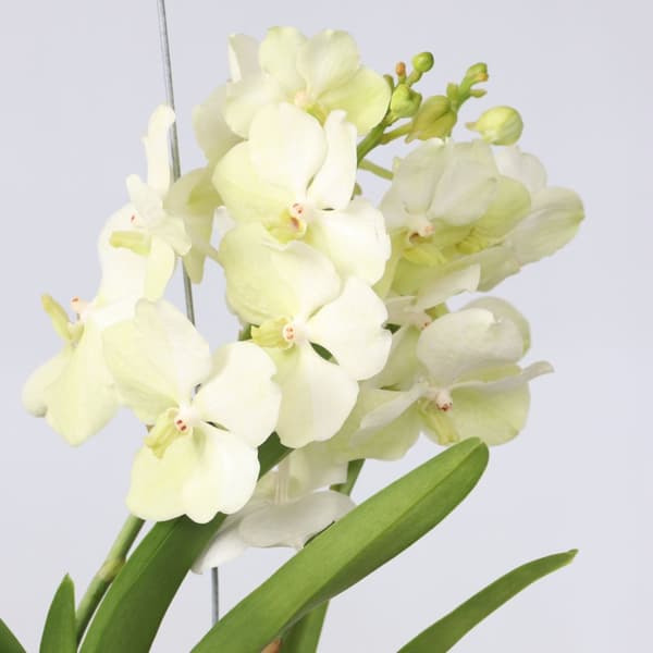 Vanda orkidé - Vanda 'Tayanee White' - Höjd 45-55cm