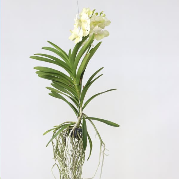 Vanda orkidé - Vanda 'Tayanee White' - Höjd 45-55cm