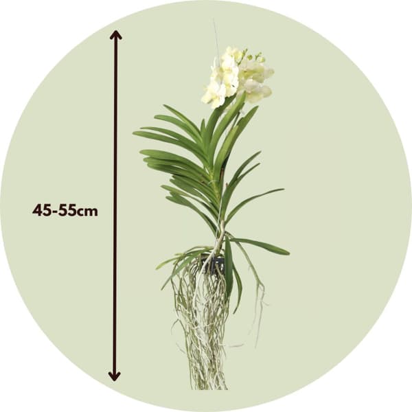 Vanda orkidé - Vanda 'Tayanee White' - Höjd 45-55cm