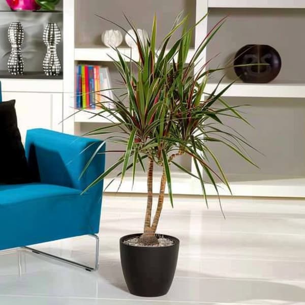 Banddracena - Dracaena marginata 'Bicolor' - Höjd 110-130cm - ⌀24cm
