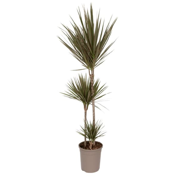 Banddracena - Dracaena marginata 'Bicolor' - Höjd 110-130cm - ⌀24cm