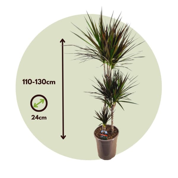 Banddracena - Dracaena marginata 'Magenta' - Höjd 110-130cm - ⌀24cm