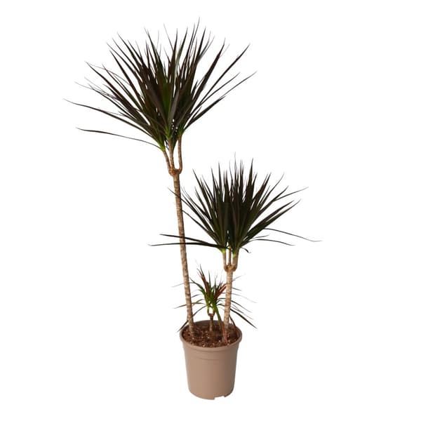 Banddracena - Dracaena marginata 'Magenta' - Höjd 110-130cm - ⌀24cm