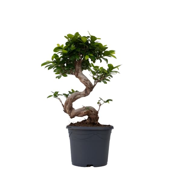 Bonsaiträd S-formad - Set om 2 - Ficus microcarpa ginseng - Höjd 55-65cm - ⌀20cm