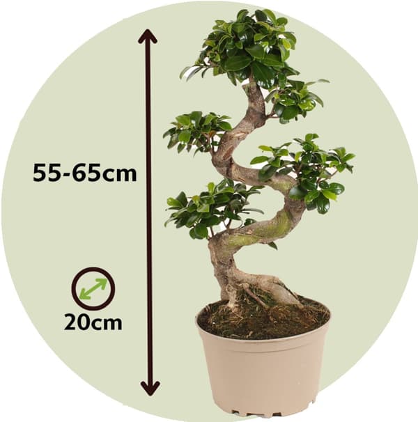 S-formet bonsai - Ficus microcarpa 'ginseng' - Højde 55-65cm - ⌀20cm