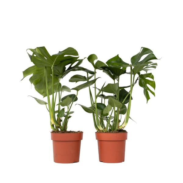Fingerphilodendron - Sæt med 2 - Monstera deliciosa - Højde 70-80cm - ⌀21cm