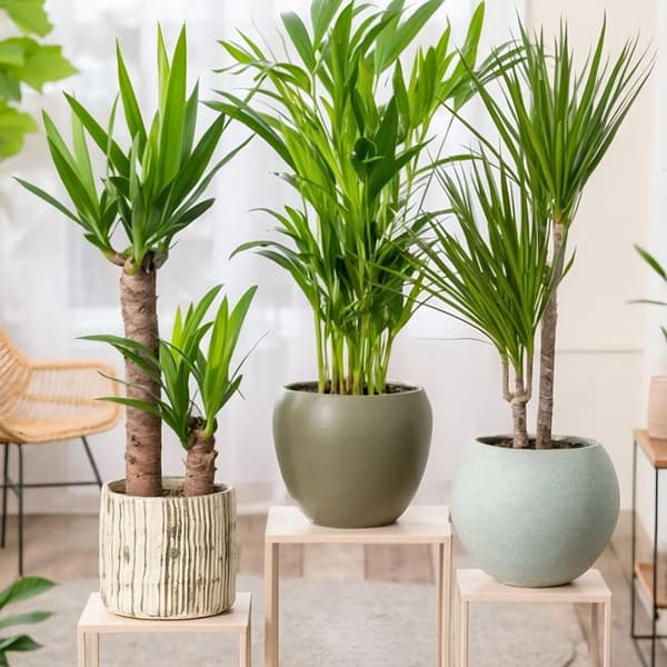 Sæt med store indendørs palmer - Sæt med 3 - Højde 70-90cm - ⌀17cm
