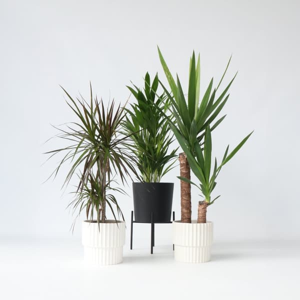 Sæt med store indendørs palmer - Sæt med 3 - Højde 70-90cm - ⌀17cm