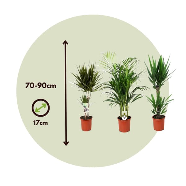 Sæt med store indendørs palmer - Sæt med 3 - Højde 70-90cm - ⌀17cm