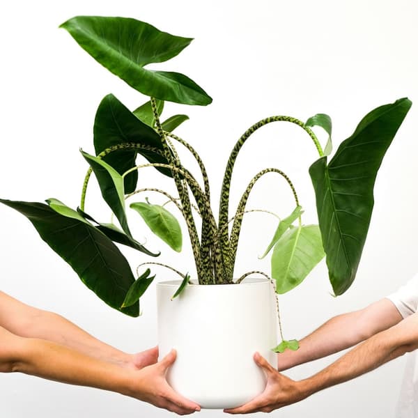 Elefantøre - Alocasia 'Zebrina' - Højde 140-150cm - ⌀32cm
