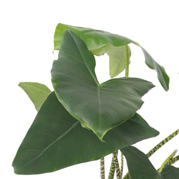 Elefantøre - Alocasia 'Zebrina' - Højde 140-150cm - ⌀32cm