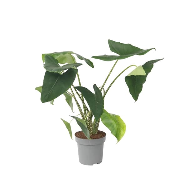 Alokasia - Alocasia 'Zebrina' - Höjd 140-150cm - ⌀32cm