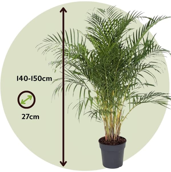 Guldpalm - Dypsis lutescens - Höjd 140-150cm - ⌀27cm