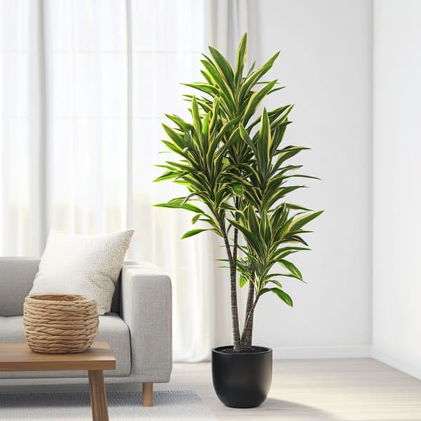 XXL Dracaena Cintho - Krukväxt - ⌀ 24 cm - Höjd 140 -150 cm