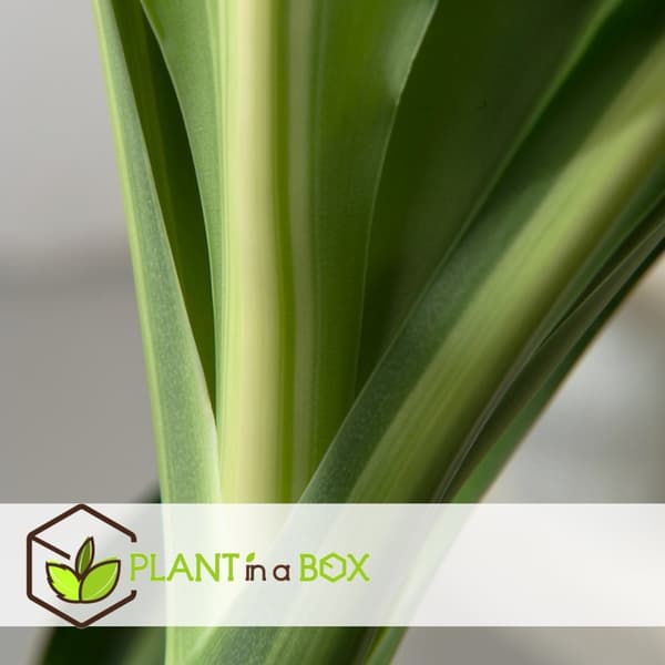 XXL Dracaena Cintho - Krukväxt - ⌀ 24 cm - Höjd 140 -150 cm