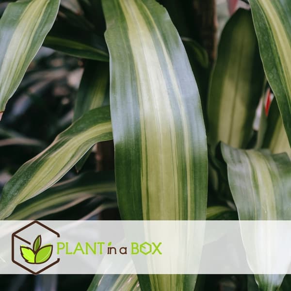 XXL Dracaena Cintho - Krukväxt - ⌀ 24 cm - Höjd 140 -150 cm