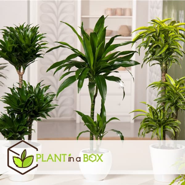 XXL Dracaena Cintho - Krukväxt - ⌀ 24 cm - Höjd 140 -150 cm