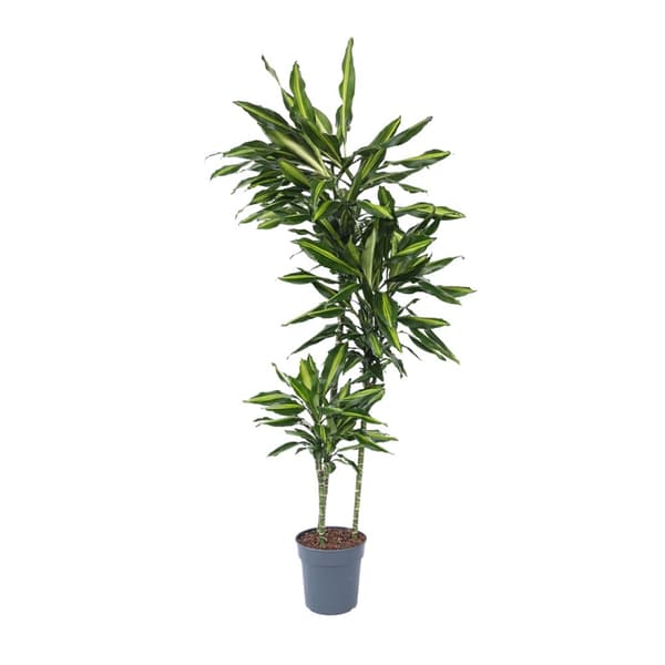 XXL Dracaena Cintho - Krukväxt - ⌀ 24 cm - Höjd 140 -150 cm