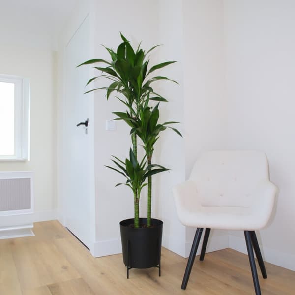 Banddracena - Dracaena deremensis 'Janet Craig' - Höjd 140-150cm - ⌀24cm