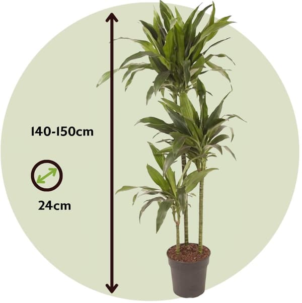 Banddracena - Dracaena deremensis 'Janet Craig' - Höjd 140-150cm - ⌀24cm
