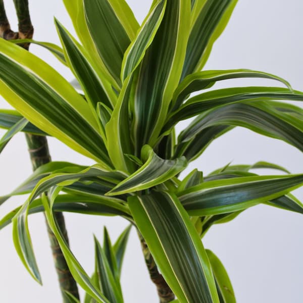 Banddracena - Dracaena 'Lemon Lime' - Höjd 130-140cm - ⌀24cm