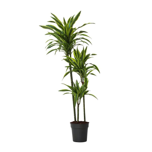 Banddracena - Dracaena 'Lemon Lime' - Höjd 130-140cm - ⌀24cm
